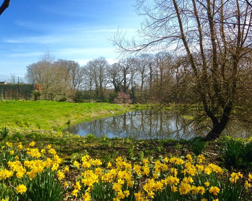 daffs and pond,Swafield Hall