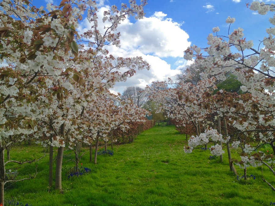 orchard,Swafield Hall
