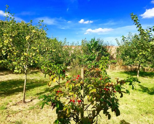 Orchard at Swafield Hall in mid-September